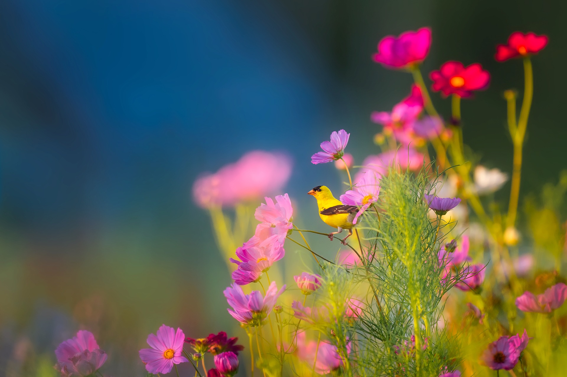 Oiseau et fleurs pour voeux 2018